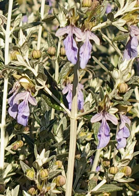 Teucrium fruticans / Camedrio femmina